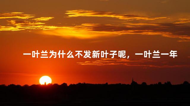一叶兰为什么不发新叶子呢，一叶兰一年发几次新芽