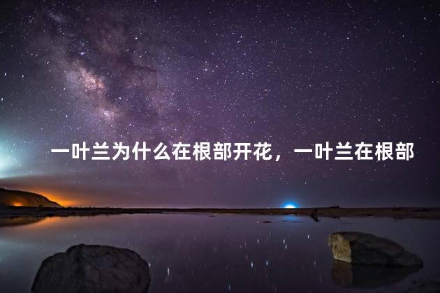 一叶兰为什么在根部开花，一叶兰在根部开花怎么回事