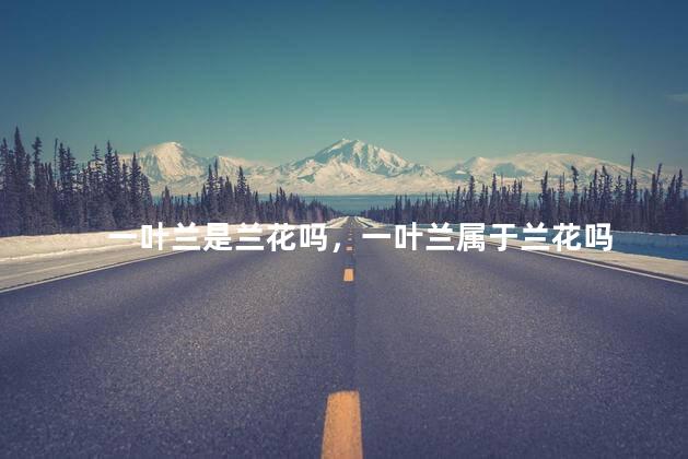一叶兰是兰花吗，一叶兰属于兰花吗