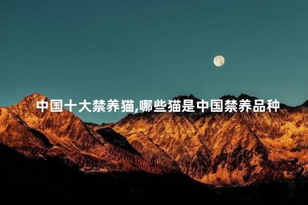 中国十大禁养猫,哪些猫是中国禁养品种