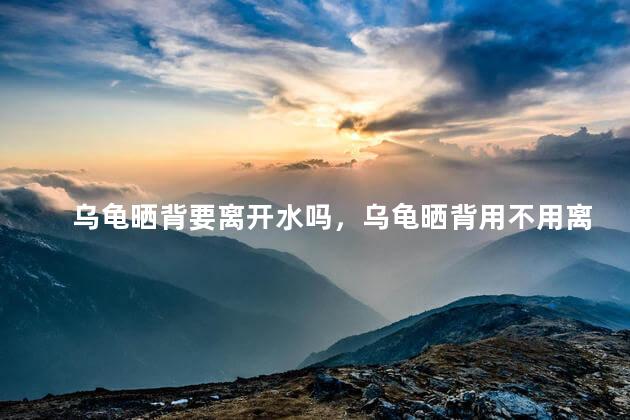 乌龟晒背要离开水吗，乌龟晒背用不用离开水
