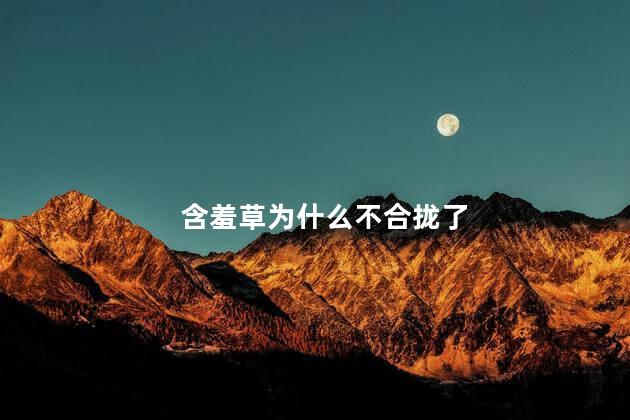 含羞草为什么不合拢了,含羞草不合拢的原因