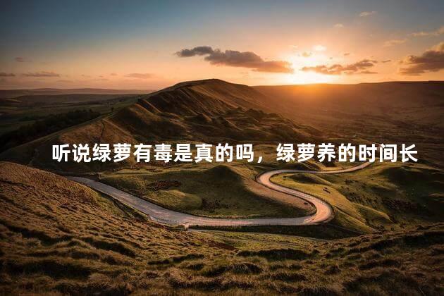 听说绿萝有毒是真的吗，绿萝养的时间长了有毒吗