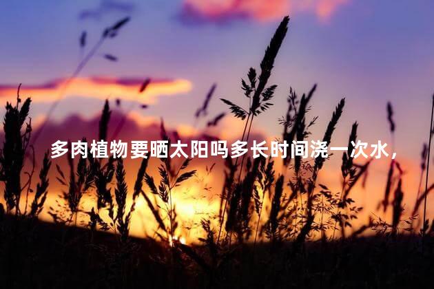 多肉植物要晒太阳吗多长时间浇一次水，多肉多长时间浇一次水