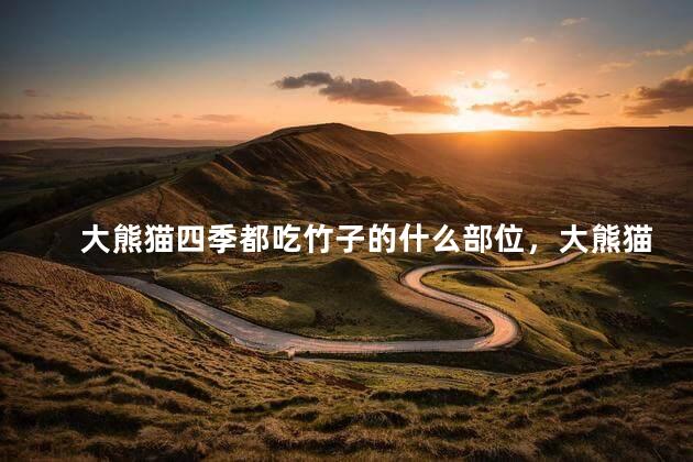 大熊猫四季都吃竹子的什么部位，大熊猫最爱吃竹子的哪个部位