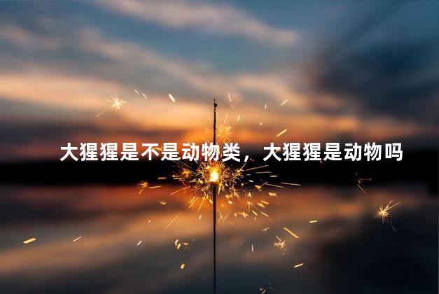 大猩猩是不是动物类，大猩猩是动物吗