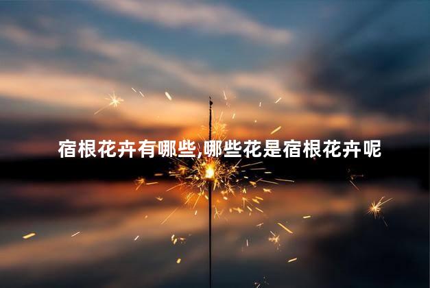 宿根花卉有哪些,哪些花是宿根花卉呢