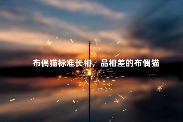 布偶猫标准长相，品相差的布偶猫