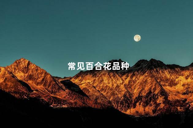 常见百合花品种,常见百合花种类