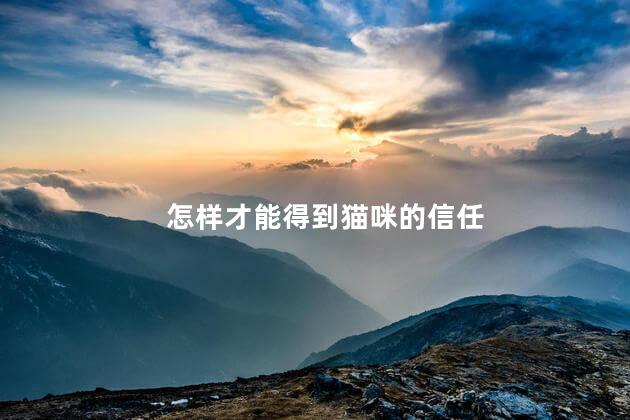 怎样才能得到猫咪的信任，怎样跟猫咪建立信任感