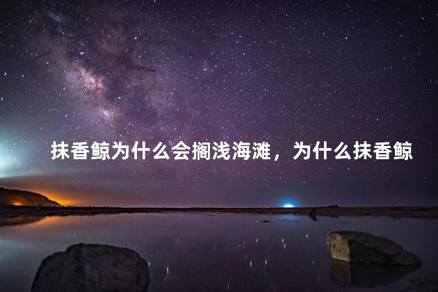 抹香鲸为什么会搁浅海滩，为什么抹香鲸会搁浅海滩
