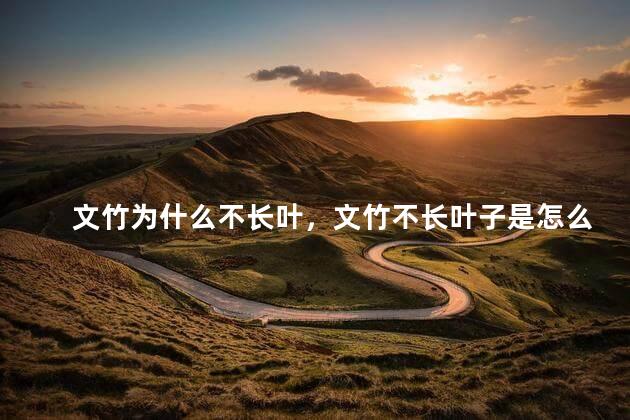 文竹为什么不长叶，文竹不长叶子是怎么回事