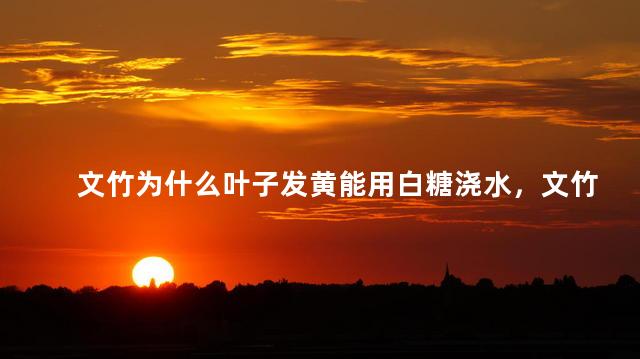 文竹为什么叶子发黄能用白糖浇水，文竹叶子发黄能浇白糖水吗