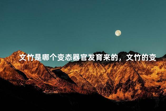 文竹是哪个变态器官发育来的，文竹的变态结构