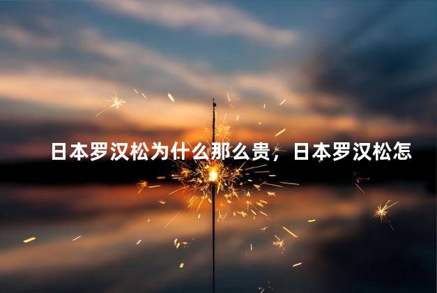日本罗汉松为什么那么贵，日本罗汉松怎么那么贵