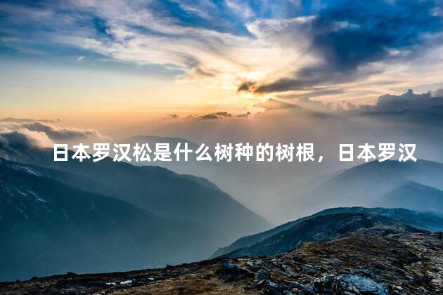日本罗汉松是什么树种的树根，日本罗汉松属于什么树种