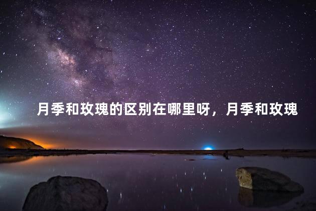 月季和玫瑰的区别在哪里呀，月季和玫瑰有什么区别