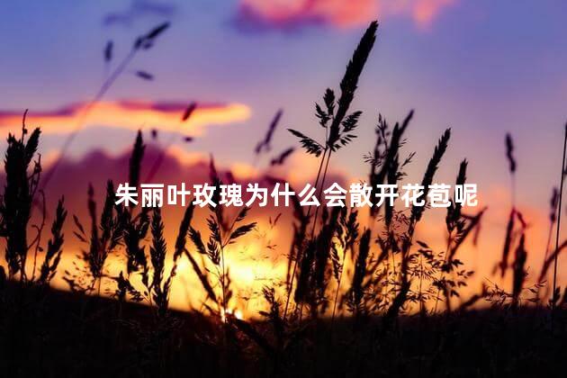 朱丽叶玫瑰为什么会散开花苞呢，为什么朱丽叶玫瑰会散开花苞