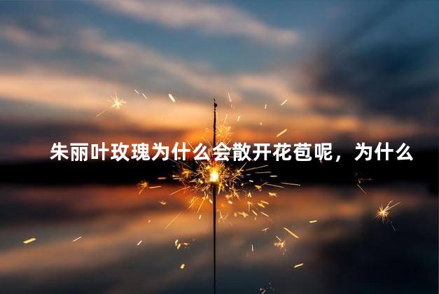 朱丽叶玫瑰为什么会散开花苞呢，为什么朱丽叶玫瑰会散开花苞