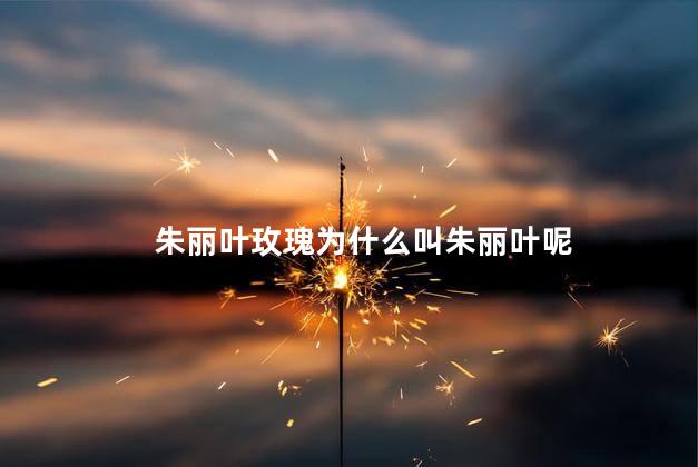 朱丽叶玫瑰为什么叫朱丽叶呢，为什么朱丽叶玫瑰叫朱丽叶