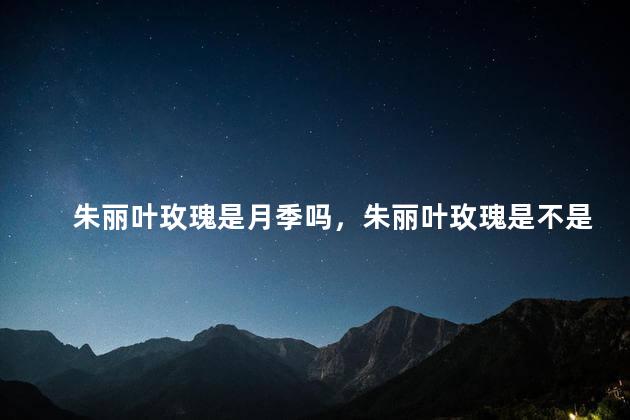 朱丽叶玫瑰是月季吗，朱丽叶玫瑰是不是月季