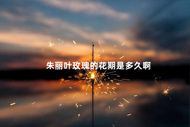 朱丽叶玫瑰的花期是多久啊，朱丽叶玫瑰的花期多长时间