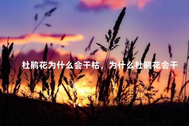 杜鹃花为什么会干枯，为什么杜鹃花会干枯
