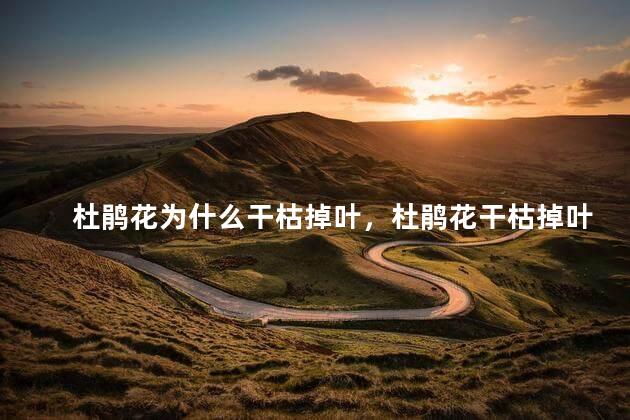 杜鹃花为什么干枯掉叶，杜鹃花干枯掉叶怎么回事