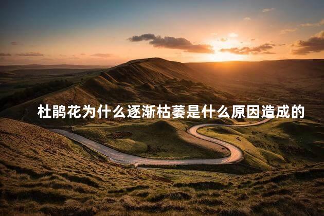 杜鹃花为什么逐渐枯萎是什么原因造成的，杜鹃花出现枯萎是什么原因