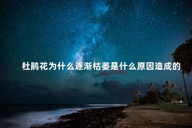 杜鹃花为什么逐渐枯萎是什么原因造成的，杜鹃花出现枯萎是什么原因