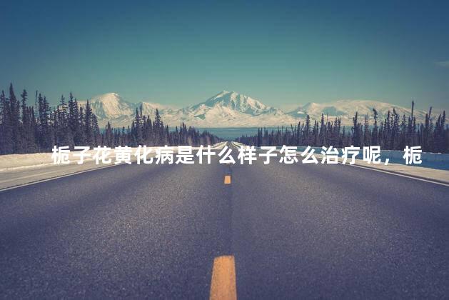 栀子花黄化病是什么样子怎么治疗呢，栀子花黄化病的症状及防治方法