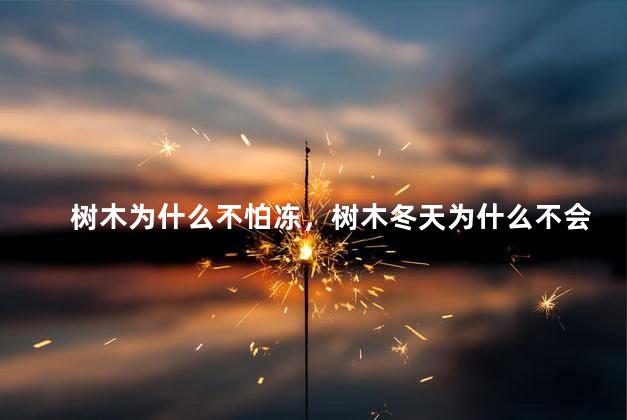 树木为什么不怕冻，树木冬天为什么不会冻死