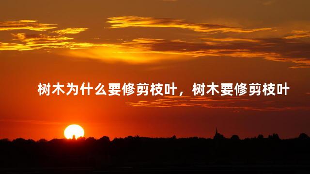 树木为什么要修剪枝叶，树木要修剪枝叶的原因
