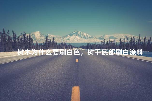 树木为什么要刷白色，树干底部刷白涂料是为什么