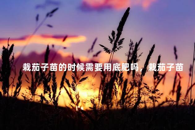 栽茄子苗的时候需要用底肥吗，栽茄子苗的时候要不要施底肥