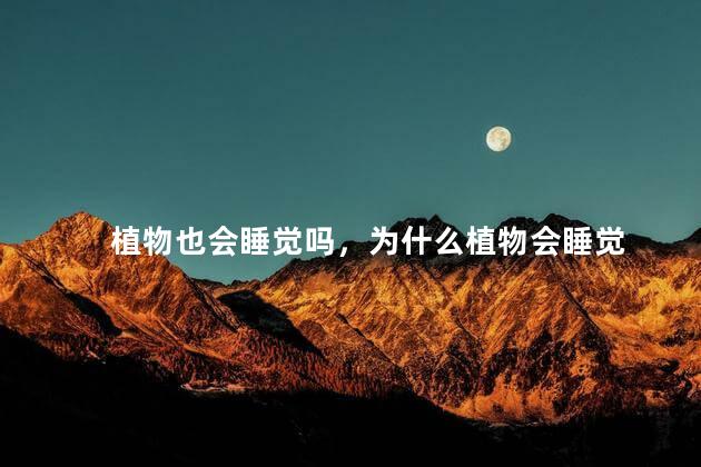 植物也会睡觉吗，为什么植物会睡觉