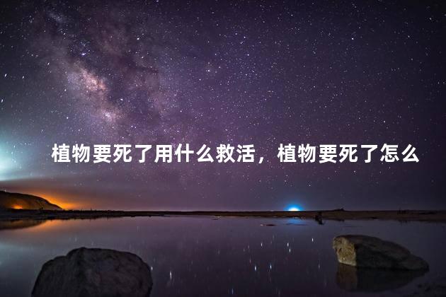 植物要死了用什么救活，植物要死了怎么救活
