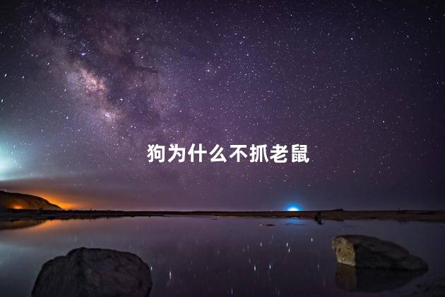 狗为什么不抓老鼠，狗为什么不给猫抓老鼠呢