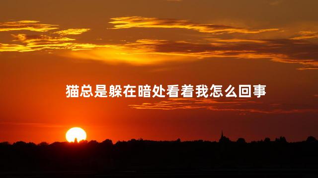 猫总是躲在暗处看着我怎么回事，猫咪为什么躲在暗处偷偷看我
