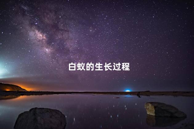 白蚁的生长过程， 白蚁的生长周期是多少