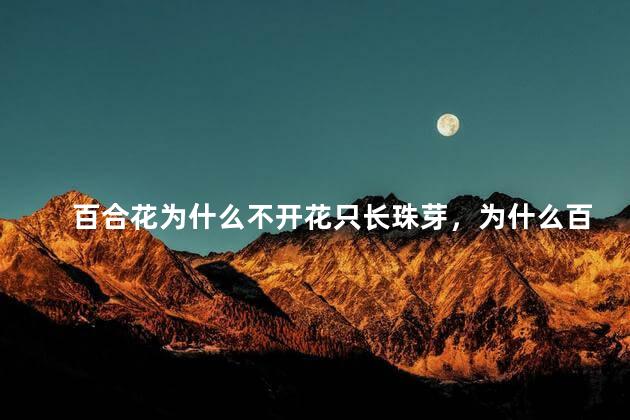 百合花为什么不开花只长珠芽，为什么百合花不开花只长珠芽呢