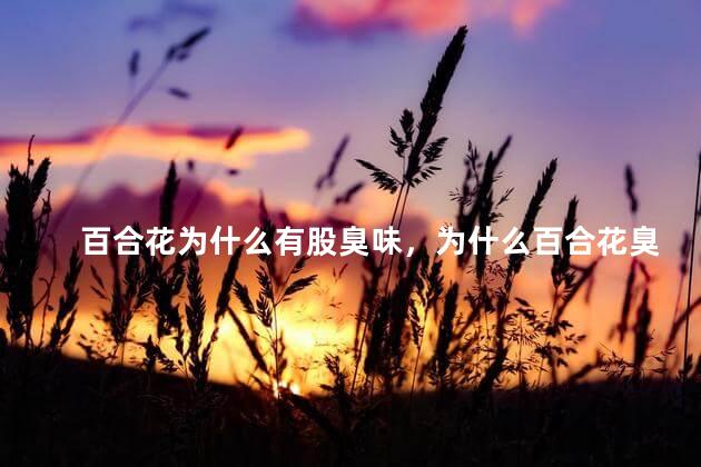 百合花为什么有股臭味，为什么百合花臭臭的