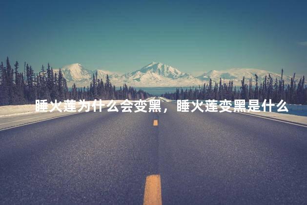 睡火莲为什么会变黑，睡火莲变黑是什么原因