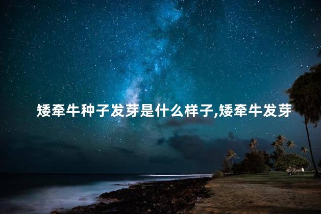 矮牵牛种子发芽是什么样子,矮牵牛发芽全过程