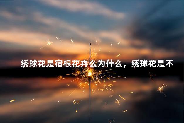 绣球花是宿根花卉么为什么，绣球花是不是宿根花卉