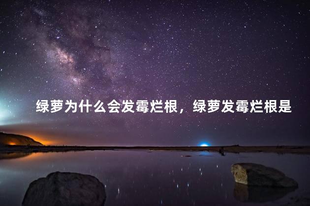 绿萝为什么会发霉烂根，绿萝发霉烂根是什么原因