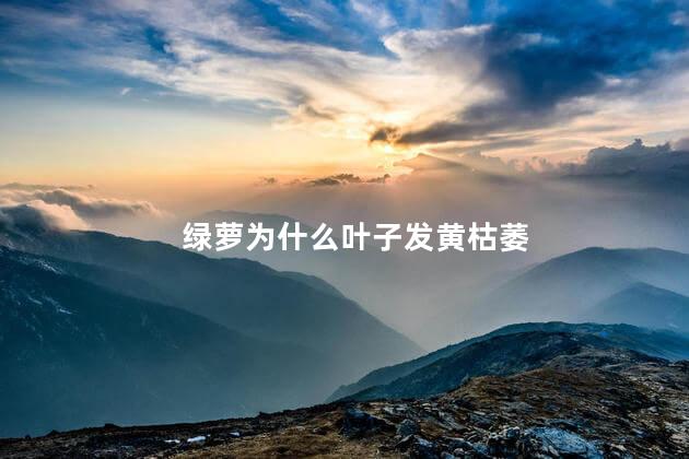 绿萝为什么叶子发黄枯萎，绿萝叶子发黄枯萎是什么原因