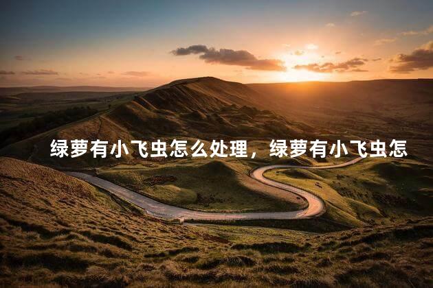 绿萝有小飞虫怎么处理，绿萝有小飞虫怎么解决