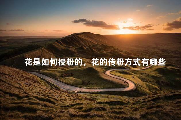 花是如何授粉的，花的传粉方式有哪些