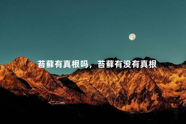 苔藓有真根吗，苔藓有没有真根